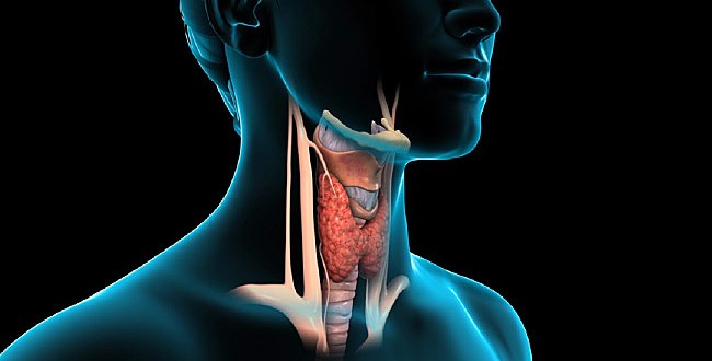 thyroid