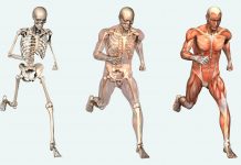 Human Body Systems