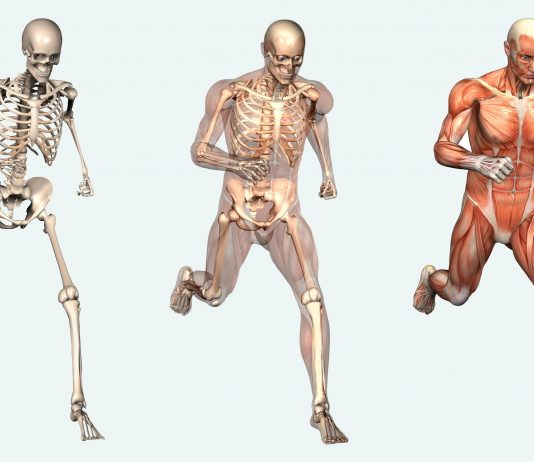 Human Body Systems