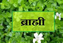 कोरोना काल में इम्यून सिस्टम मजबूत करने के लिए रोजाना करें ब्राह्मी का सेवन, जानिएं इसके फायदे