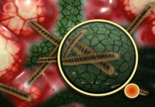 देश में कोरोना के बाद मरीजों में अब ब्लैक फंगस का अटैक, इन राज्यों में मिले केस