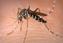 इस तरह करें डेंगू का पहचान, अगर हो गया है तो करें ये काम