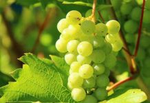 शरीर में रोग प्रतिरोधक क्षमता यानी कि इम्यून सिस्टम मजबूत करें अंगूर का सेवन, मिलेंगे जबरदस्त फायदे