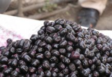 जामुन पथरी, पाचन संबंधी समस्याएं दूर करने के साथ शुगर को भी रखता है कंट्रोल