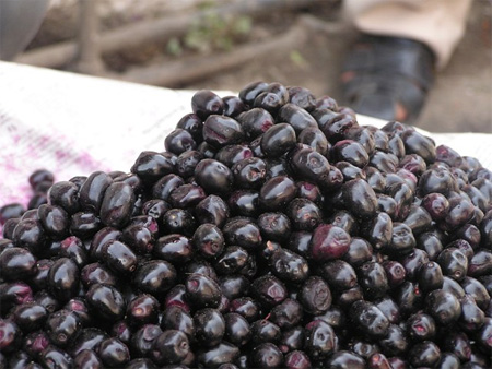 jamun
