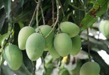 गर्मियों में कोरोना से बचाएगा कच्चा आम, इस चीज के साथ करें सेवन