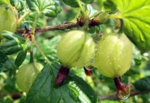 क्या आपने कभी खाया है करौंदा, बड़े काम का है छोटा सा करौंदा, सेहत के लिए होता है फायदेमंद