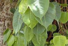 पीपल के पत्ते होते हैं फेफड़ों के लिए फायदेमंद, जाने इसके क्या हैं चमत्कारी लाभ