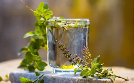 तुलसी के पत्तियों को चबाकर खाना सेहत के लिए हो सकता है नुकसानदायक, जानिए खाने का सही तरीका